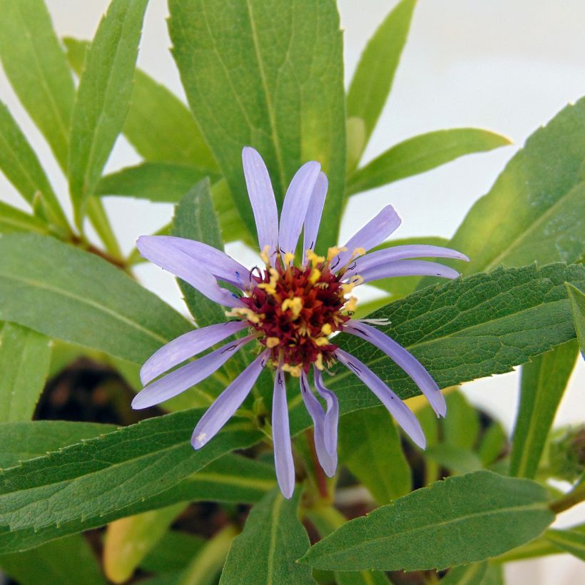 Syysasteri - Aster sibiricus (Kukinta)