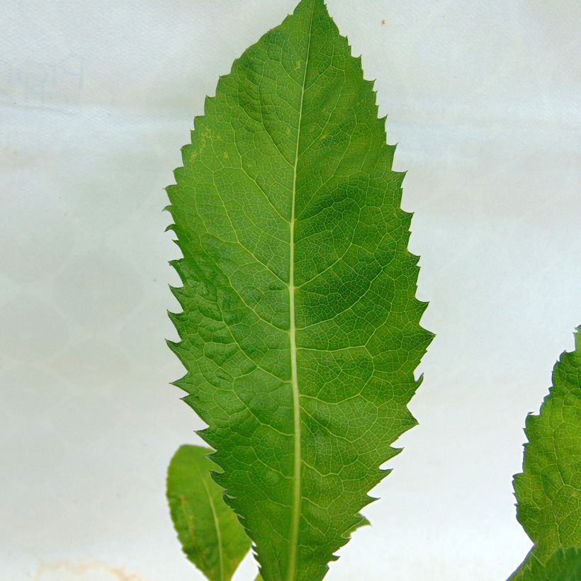 Tataariasteri Jindai (Lehvistö)