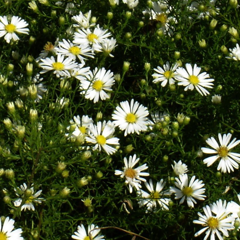 Syysasteri - Aster tradescantii (Kukinta)