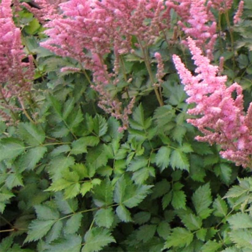Kiinanjaloangervo Vision in Pink (Lehvistö)