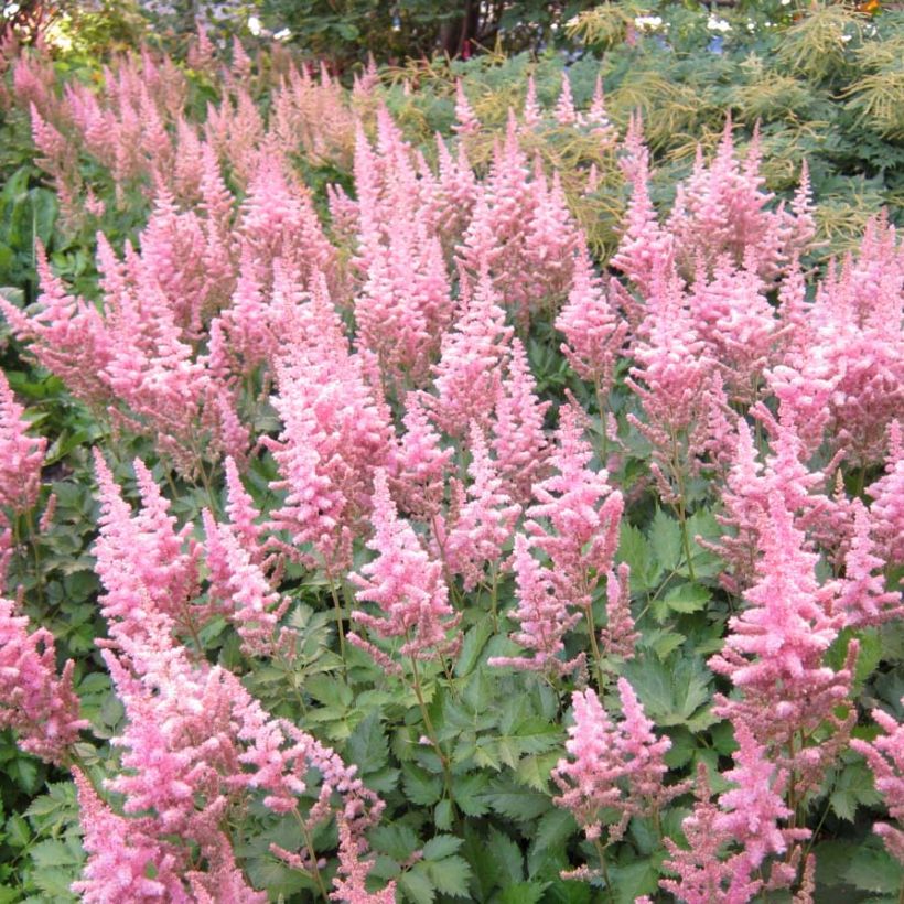 Kiinanjaloangervo Vision in Pink (Kukinta)