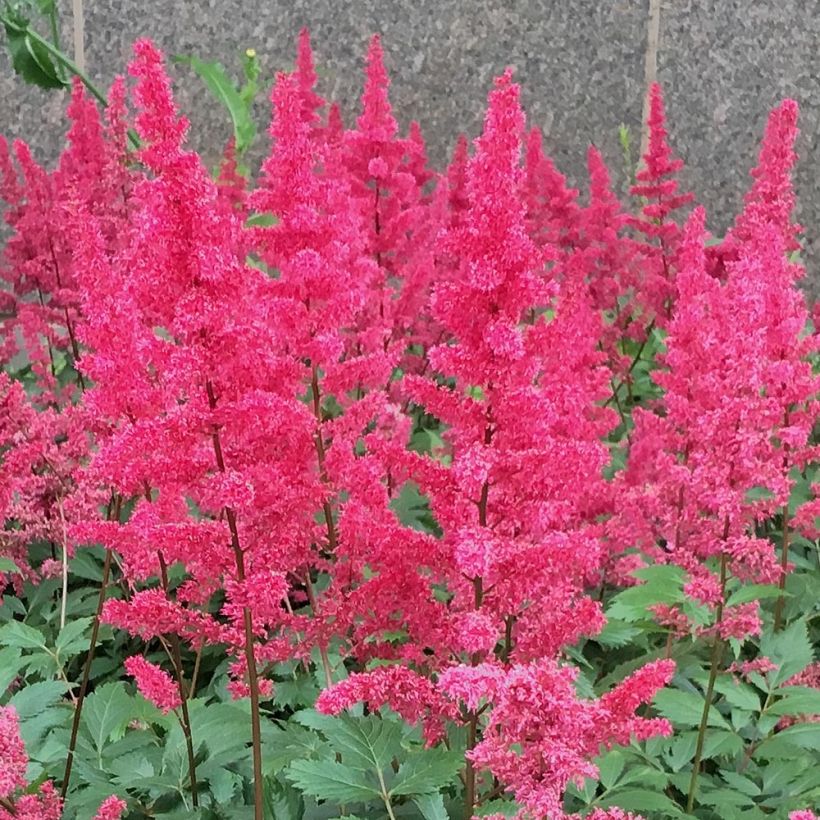 Kiinanjaloangervo Vision in Red (Kukinta)