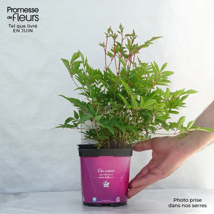 Esimerkki kesällä toimitetusta Jaloangervo Younique Silvery Pink Pot de 2L/3L-taimesta