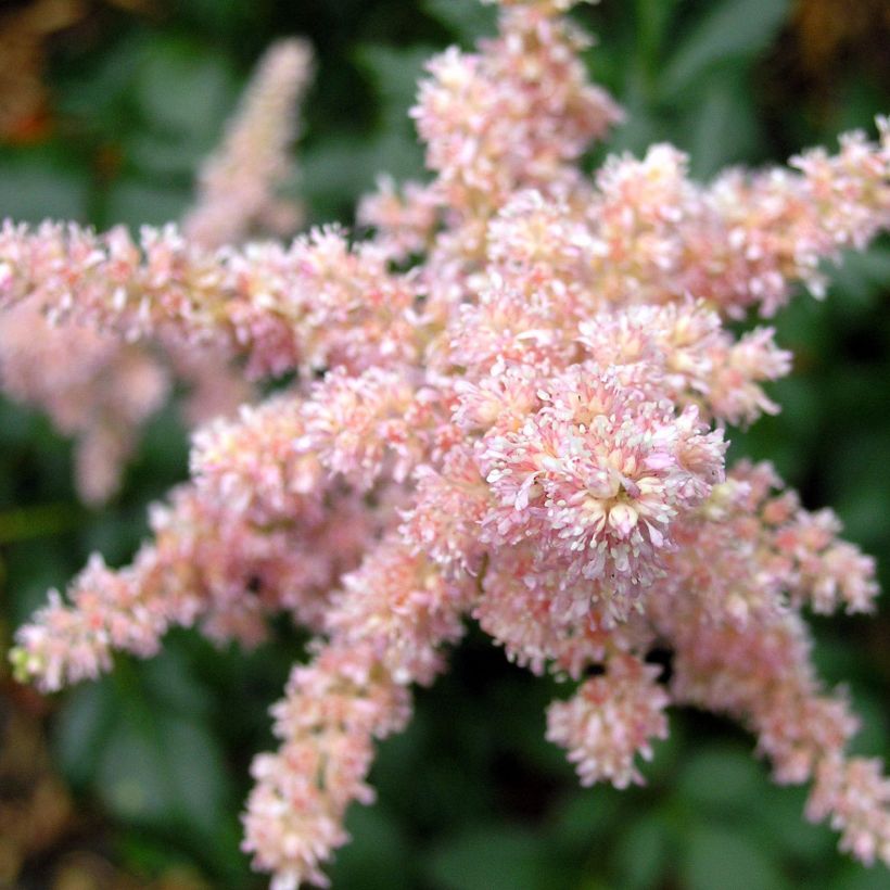 Tarhajaloangervo Bressingham Beauty (Kukinta)