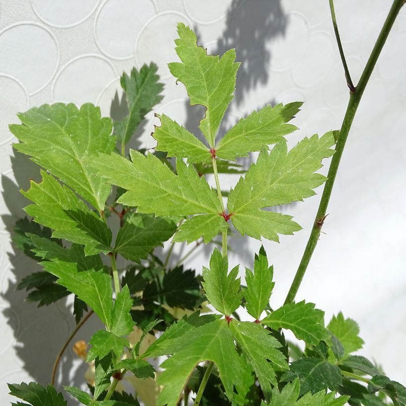 Tarhajaloangervo Bumalda (Lehvistö)