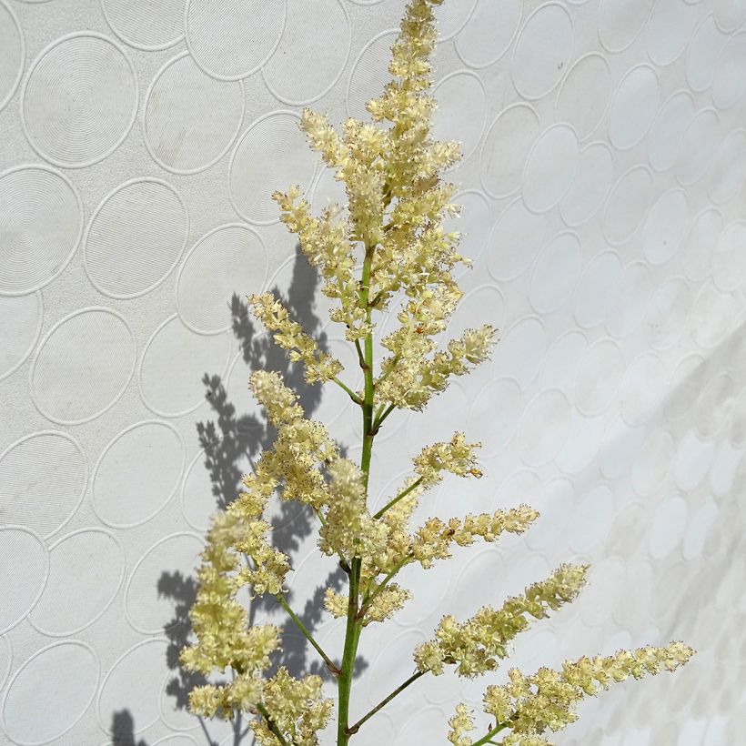 Tarhajaloangervo Bumalda (Kukinta)