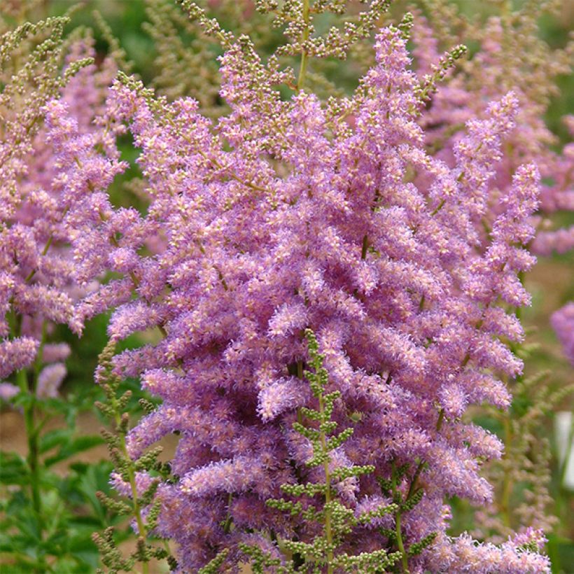 Tarhajaloangervo Hyazinth (Kukinta)