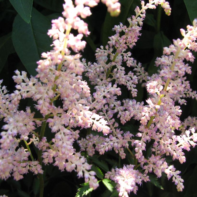 Tarhajaloangervo Rosa Perle (Kukinta)