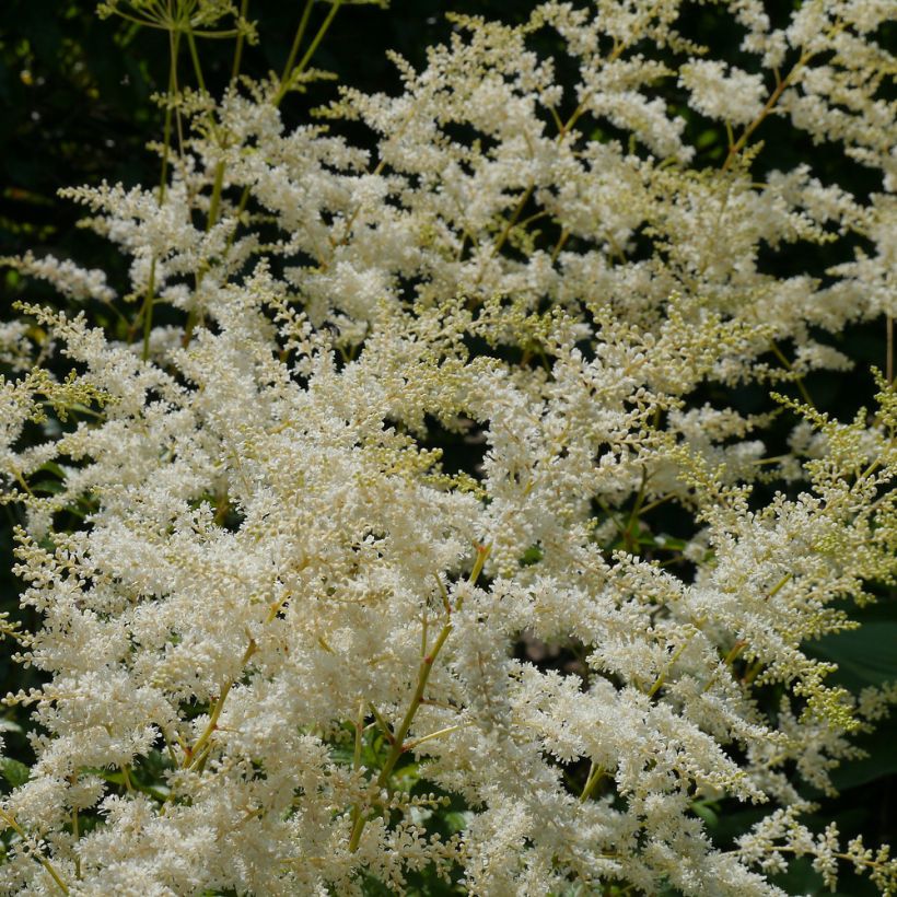 Jaloangervo - Astilbe biternata (Kukinta)
