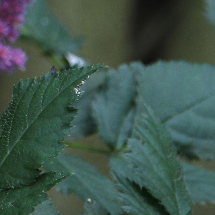 Kiinanjaloangervo - Astilbe chinensis (Foliage)
