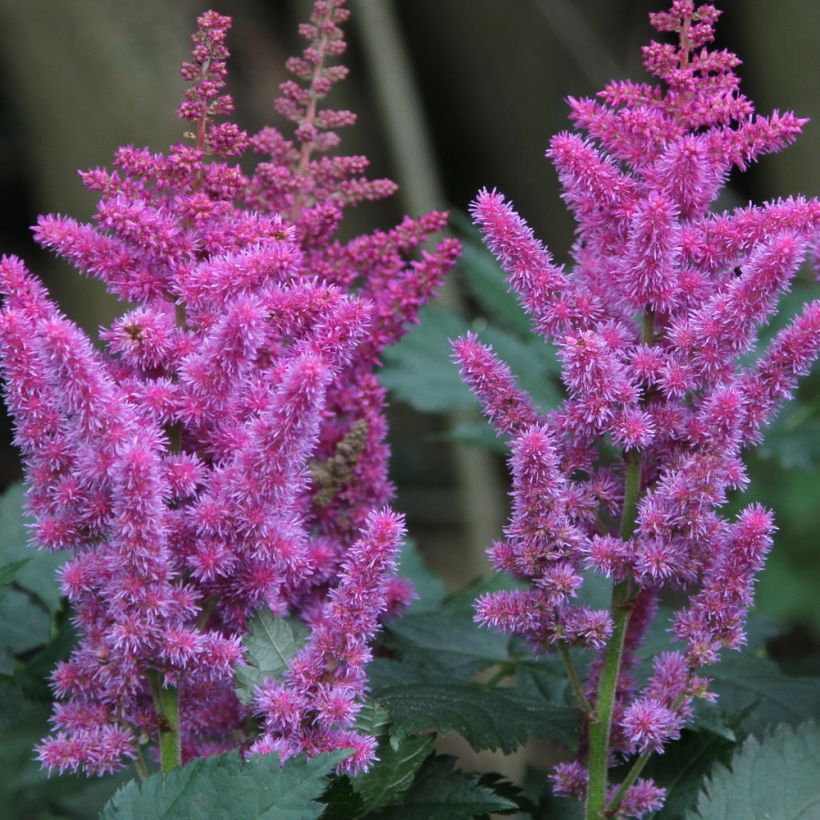 Kiinanjaloangervo - Astilbe chinensis (Flowering)