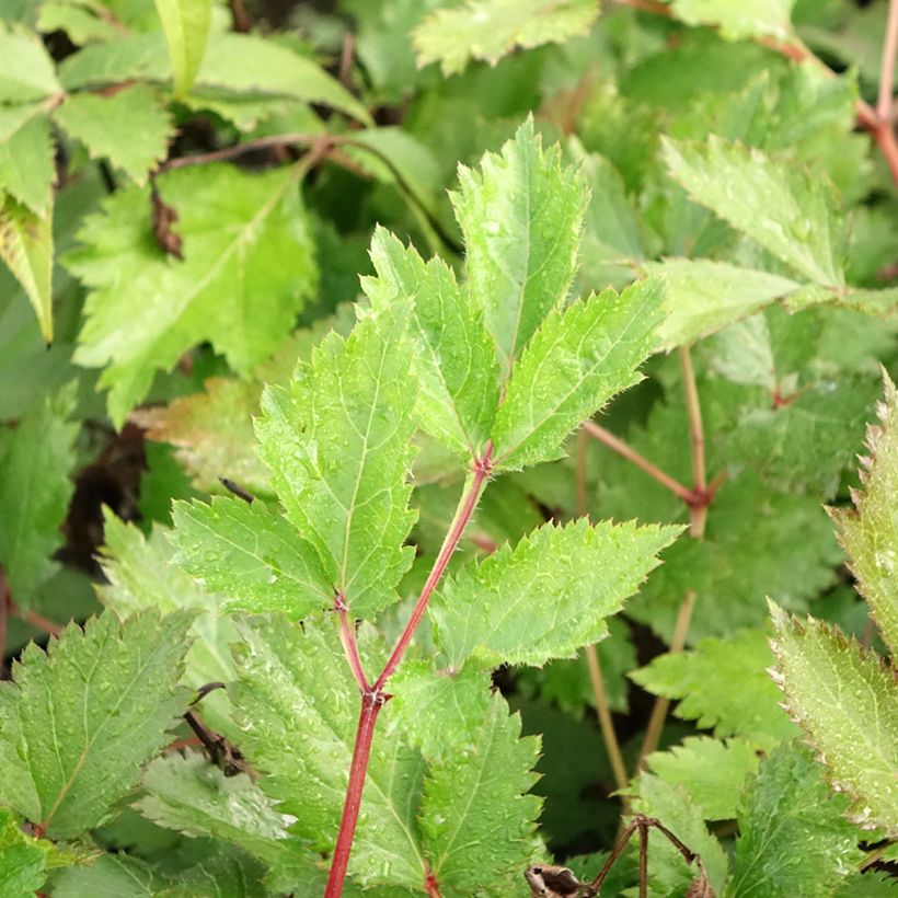 Kiinanjaloangervo Mighty Chocolate Cherry (Lehvistö)