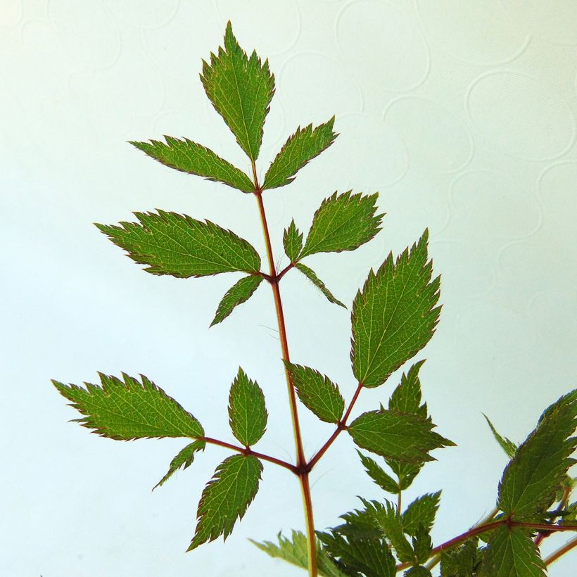 Kiinanjaloangervo Pumila (Lehvistö)