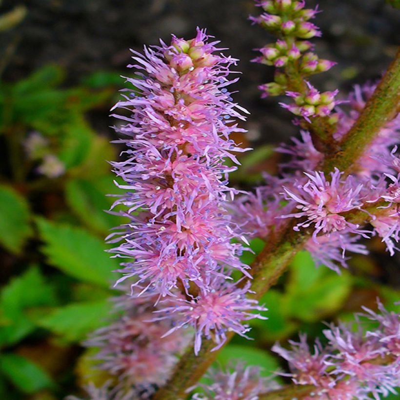 Kiinanjaloangervo Pumila (Kukinta)
