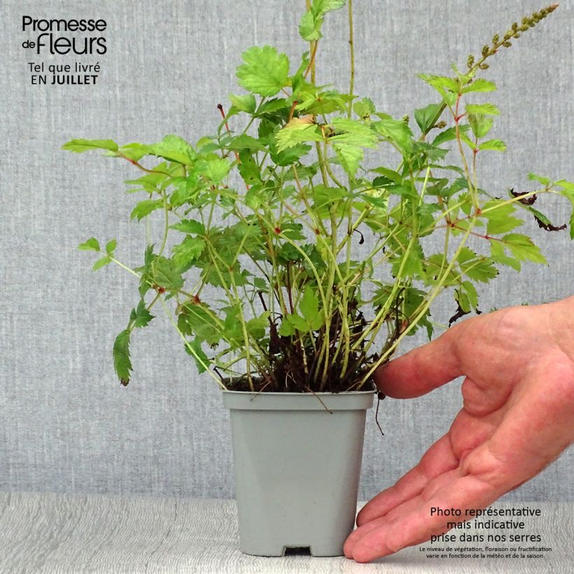 Esimerkki kesällä toimitetusta Kiinanjaloangervo Pumila 8/9 cm taimiruukku-taimesta