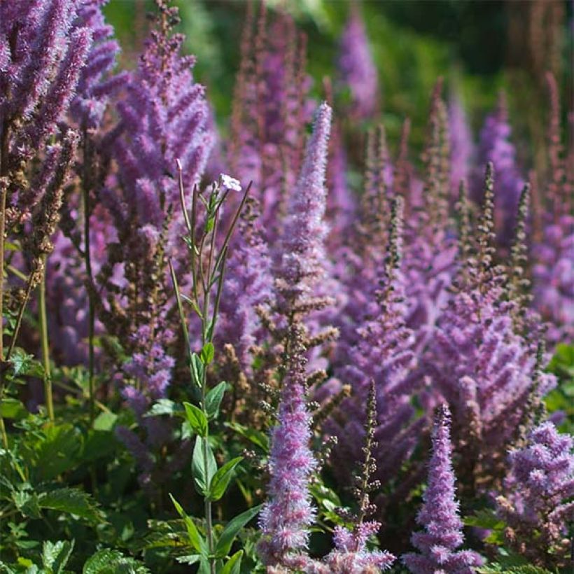 Isojaloangervo Purpurlanze (Kukinta)