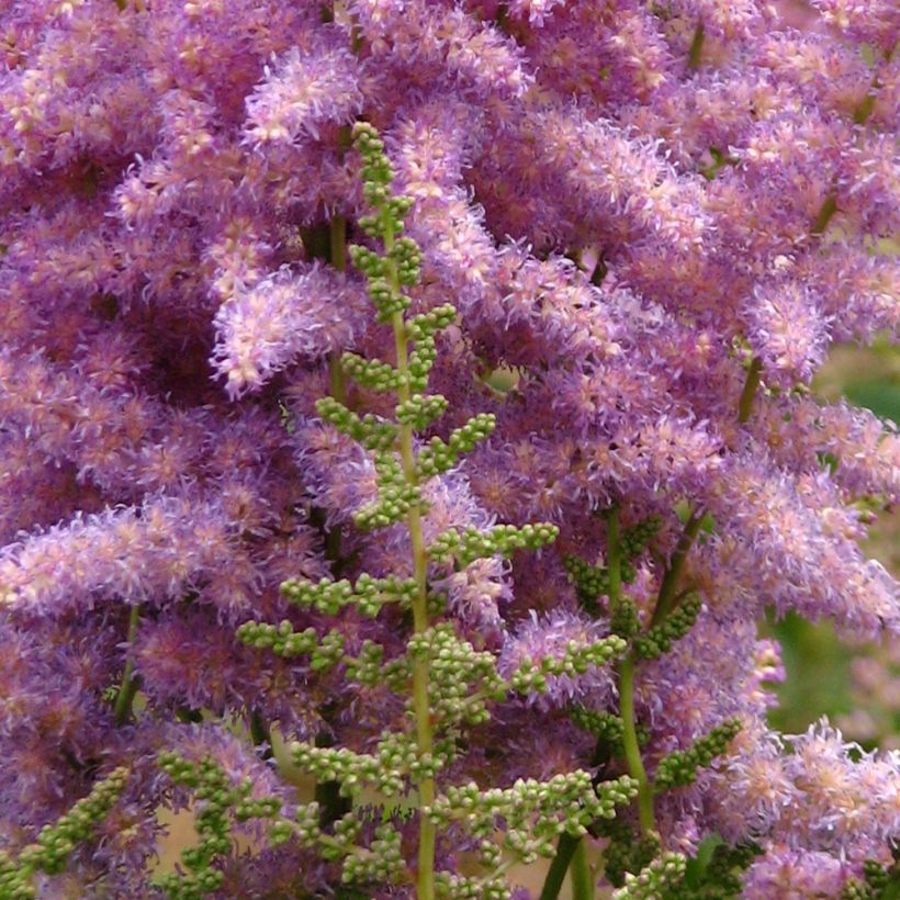 Kiinanjaloangervo var. davidii (Kukinta)