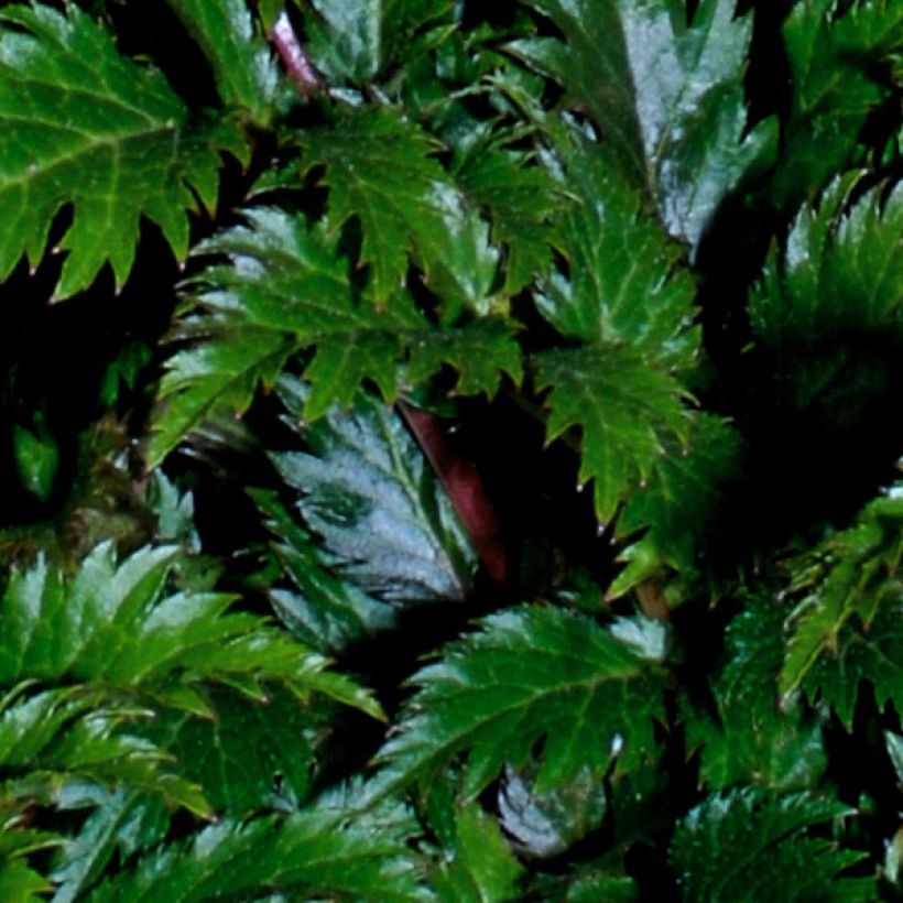 Jaloangervo Perkeo (Lehvistö)