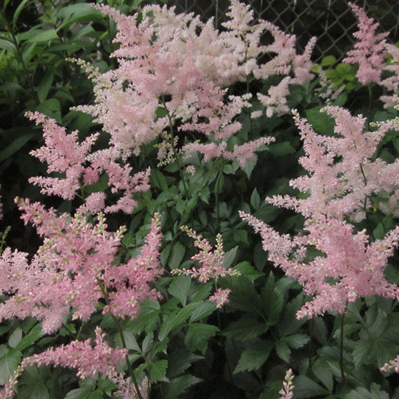 Kivikkojaloangervo Peach Blossom (Kukinta)