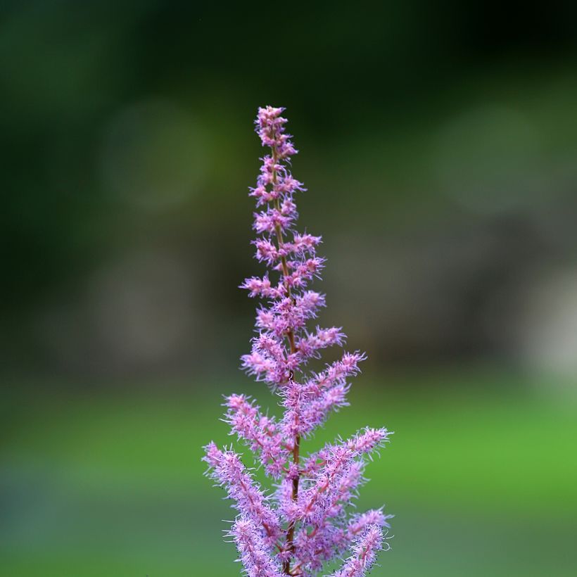 Jaloangervo var myriantha (Kukinta)