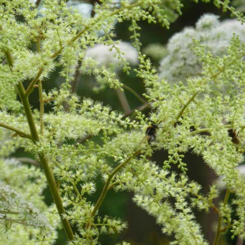 Jaloangervo Grandifloraivularis (Kukinta)