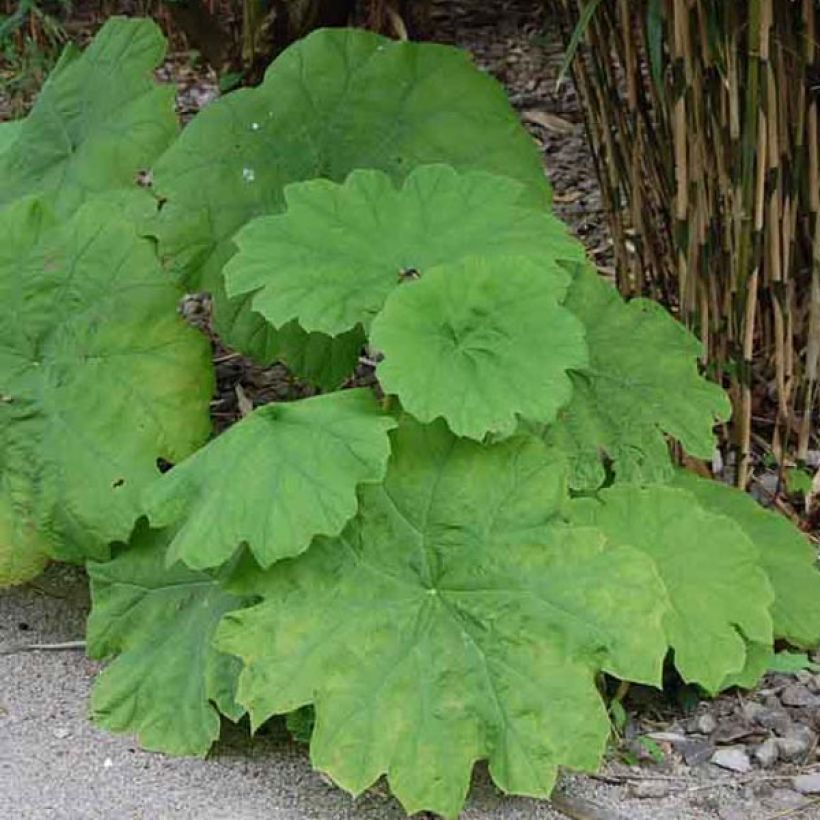 Astilboides tabularis (Kasvutapa)