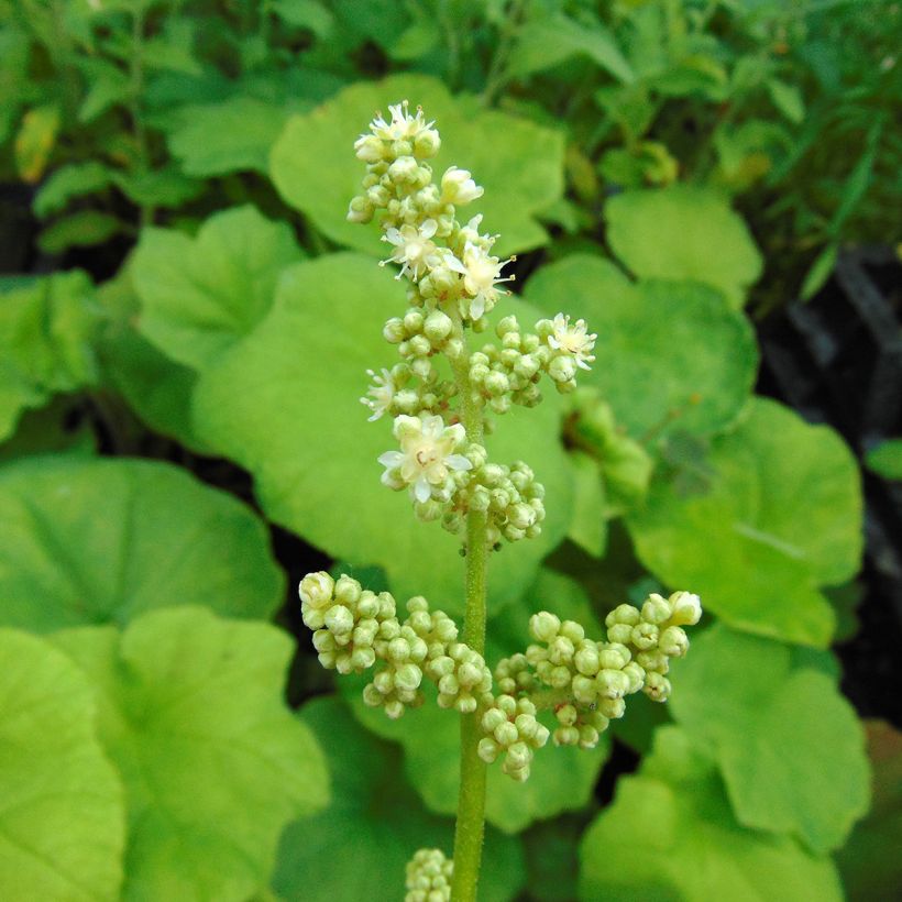 Astilboides tabularis (Kukinta)