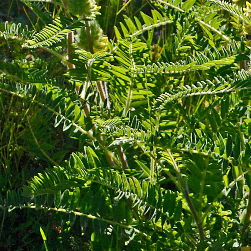 Kurjenhernee - Astragalus centralpinus (Lehvistö)