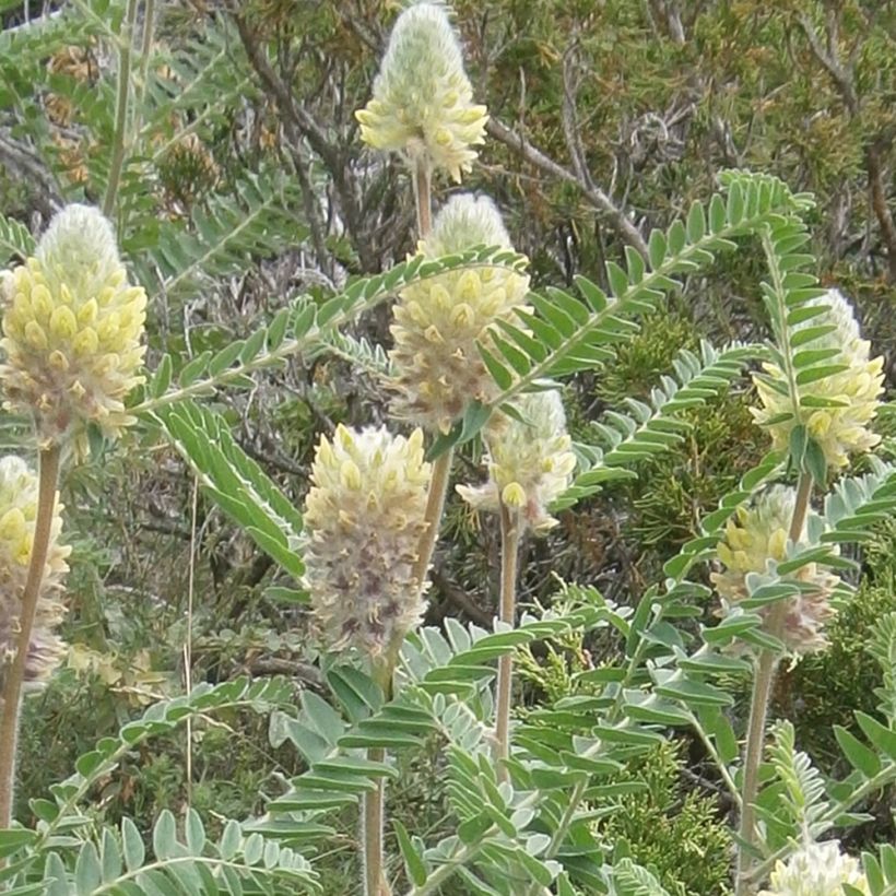 Kurjenhernee - Astragalus centralpinus (Kukinta)