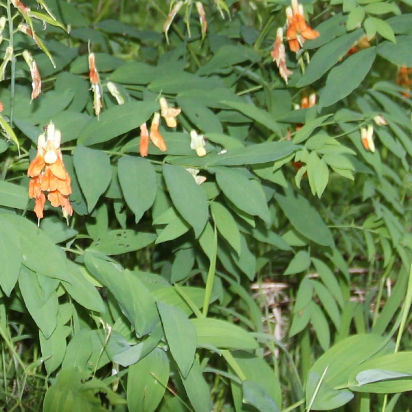 Imeläkurjenherne - Astragalus glycyphyllos (Lehvistö)