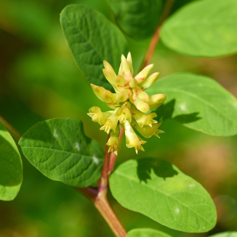Imeläkurjenherne - Astragalus glycyphyllos (Kukinta)