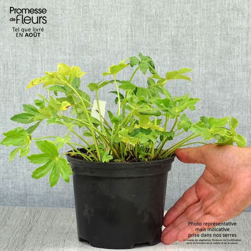 Esimerkki kesällä toimitetusta Isotähtiputki Star of Billion Pot de 2L/3L-taimesta