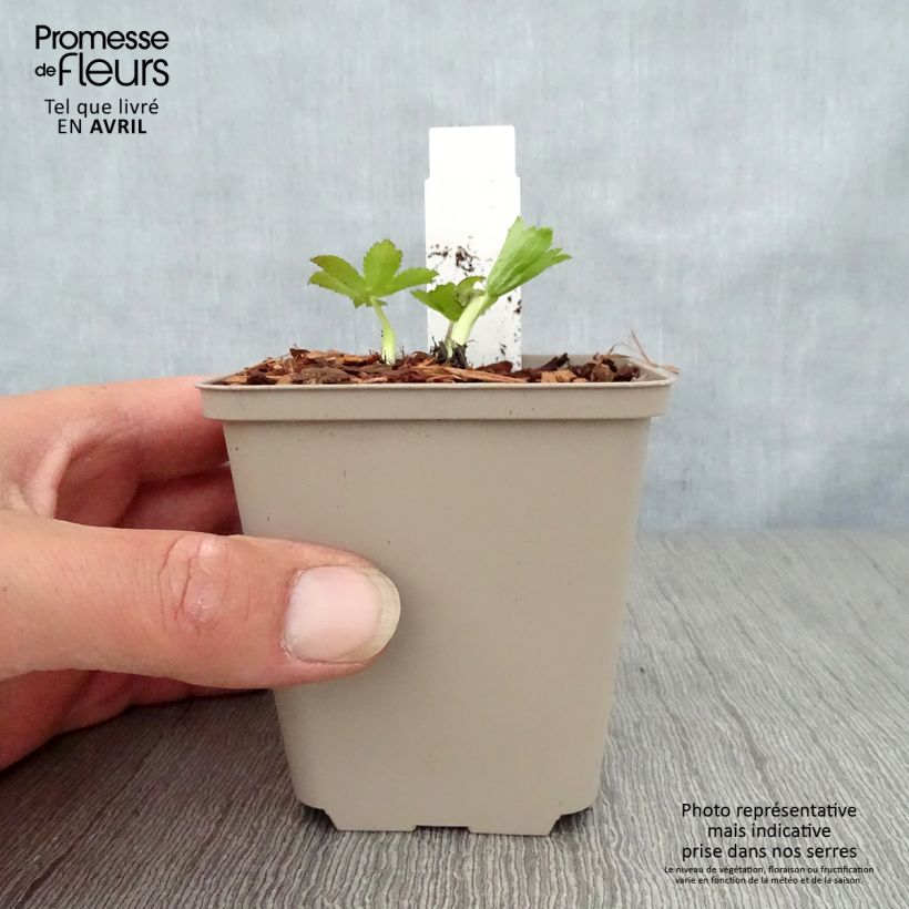 Esimerkki keväällä toimitetusta Isotähtiputki Pink Sensation Godet de 8/9 cm-taimesta