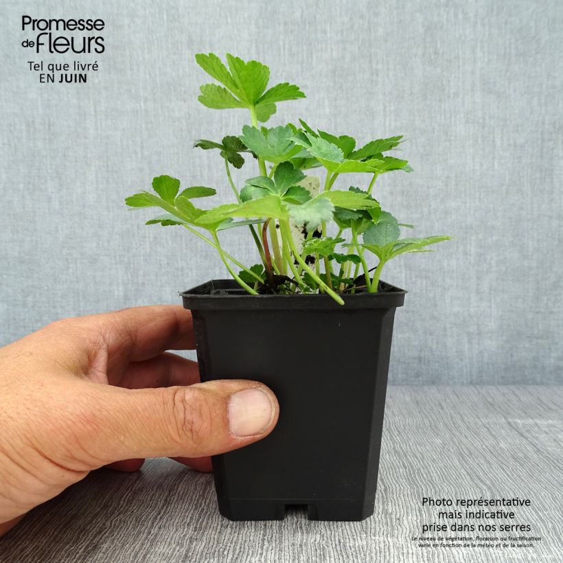 Esimerkki kesällä toimitetusta Isotähtiputki Primadonna Taimiruukku 8/9 cm-taimesta
