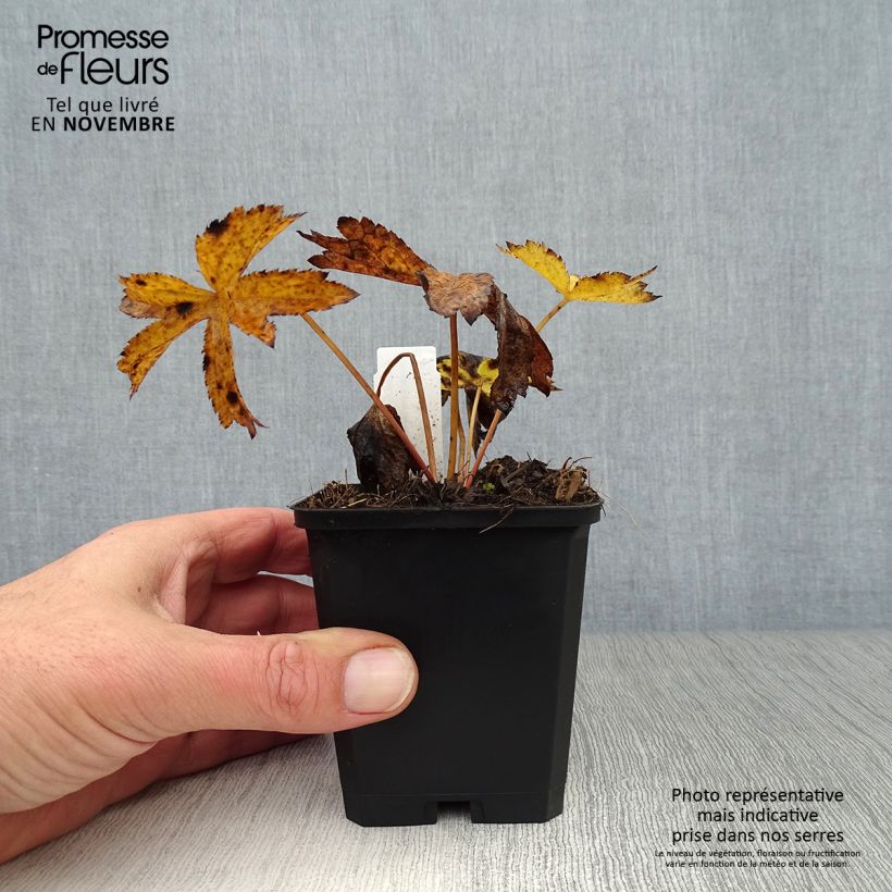 Esimerkki syksyllä toimitetusta Isotähtiputki Rosensinfonie 8/9 cm taimiruukku-taimesta
