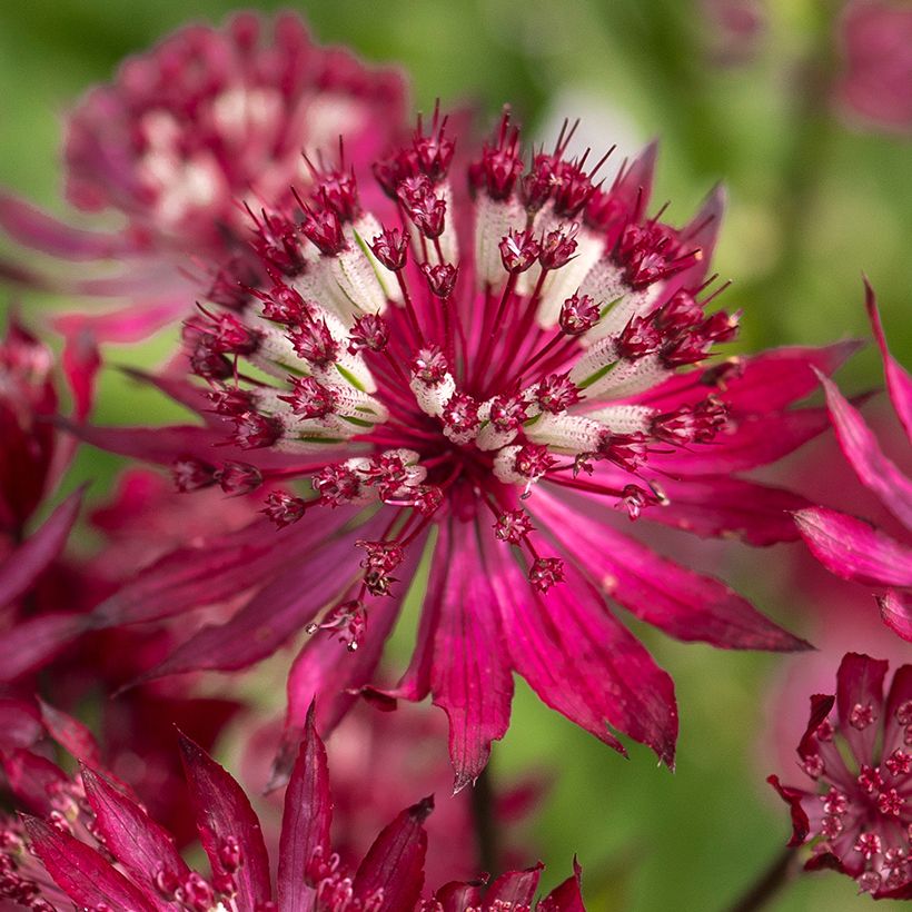Isotähtiputki Ruby Flame Hyrume (Kukinta)