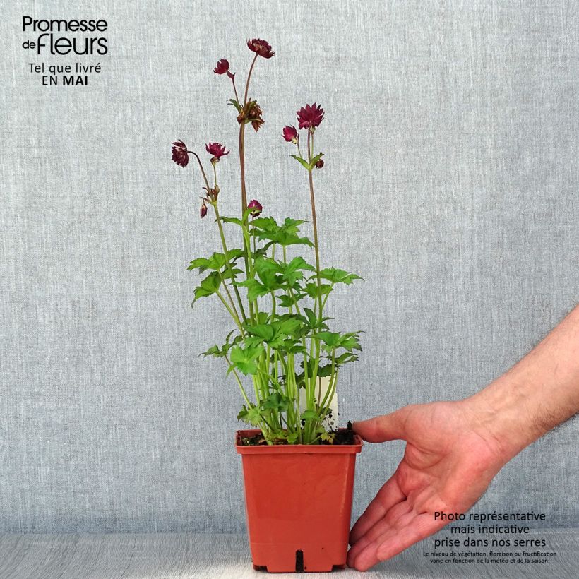 Esimerkki keväällä toimitetusta Isotähtiputki Ruby Wedding Pot de 1L/1,5L-taimesta