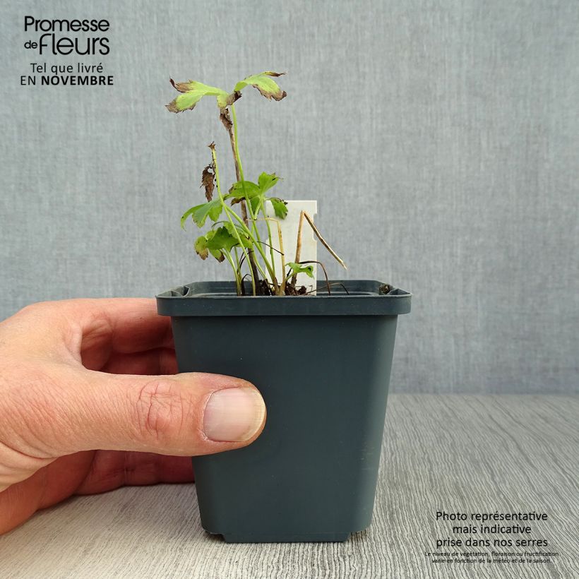 Esimerkki syksyllä toimitetusta Isotähtiputki Star of Passion 8/9 cm taimiruukku-taimesta