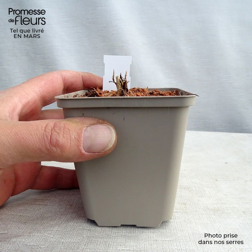 Esimerkki keväällä toimitetusta Isotähtiputki White Giant Godet de 8/9 cm-taimesta