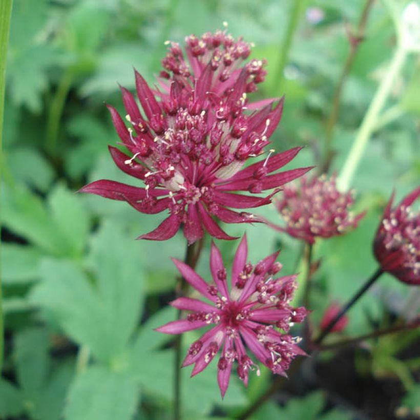 Isotähtiputki Ruby Star (Kukinta)