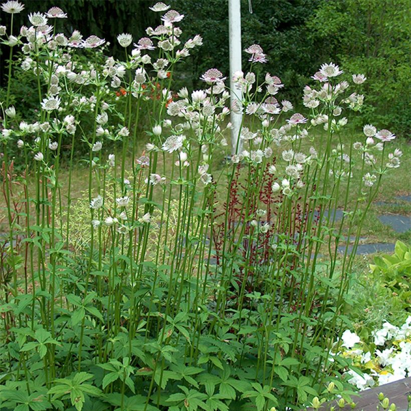 Isotähtiputki - Astrantia major (Kasvutapa)