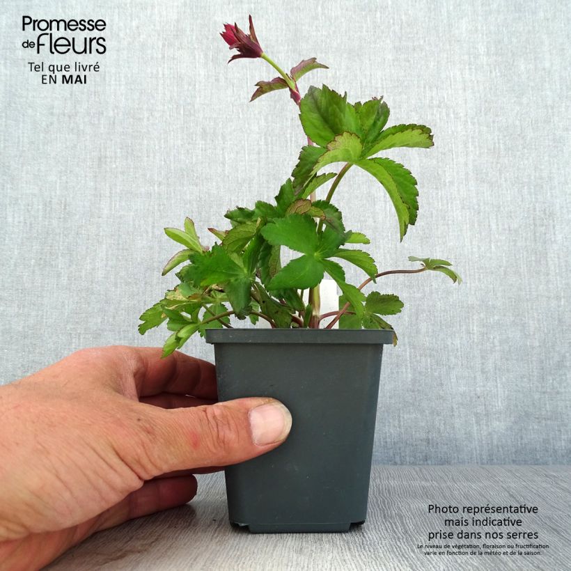 Esimerkki keväällä toimitetusta Isotähtiputki Cerise Button Taimiruukku 8/9 cm-taimesta