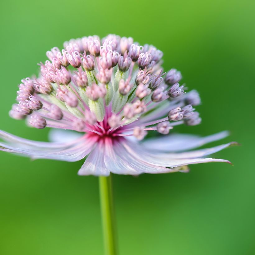 Isotähtiputki - Astrantia major (Kukinta)