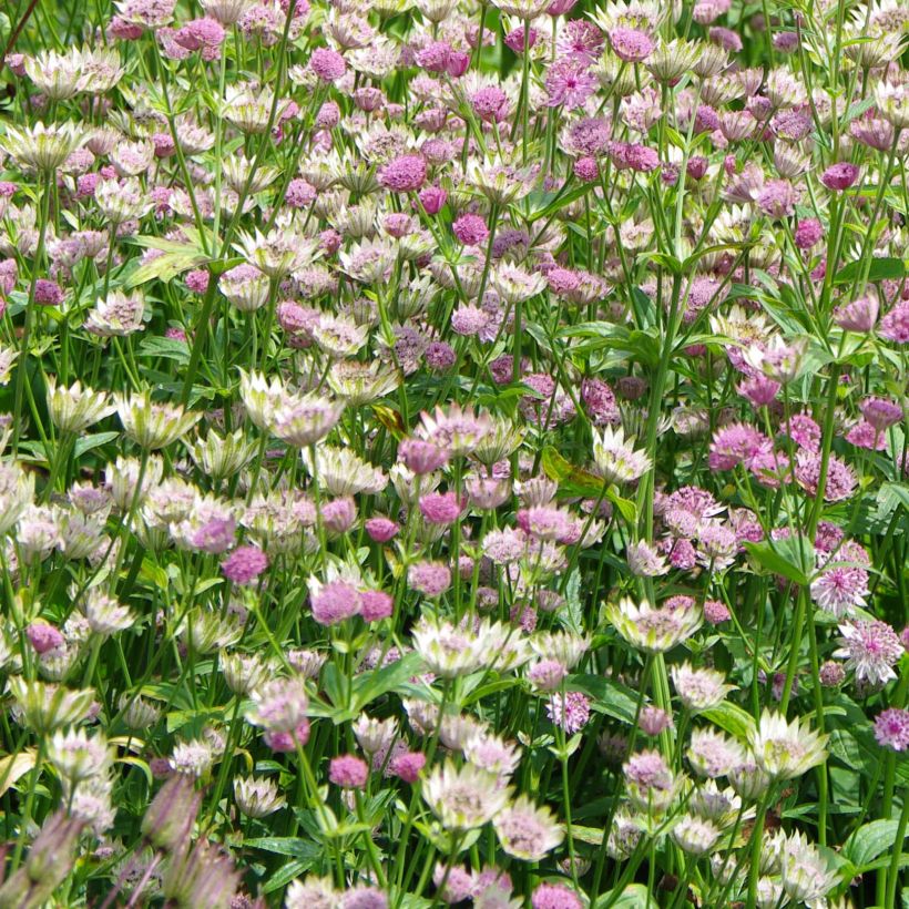Isotähtiputki Pink Pride (Kukinta)