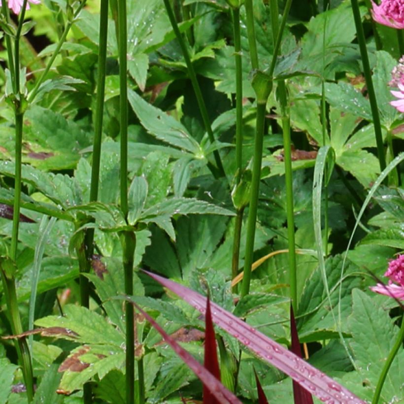 Isotähtiputki Rosensinfonie (Lehvistö)