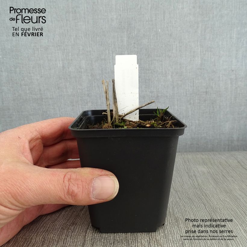 Esimerkki talvella toimitetusta Isotähtiputki Washfield Godet de 8/9 cm-taimesta
