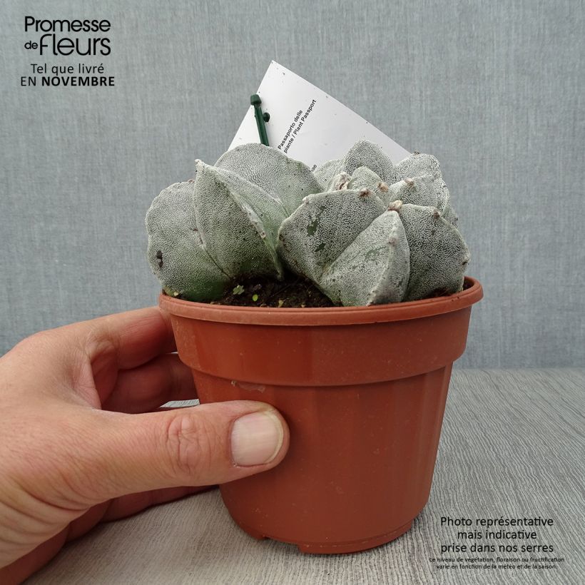 Esimerkki syksyllä toimitetusta Täpläpiispanhattu - Astrophytum myriostigma 12 cm / 13 cm ruukku-taimesta