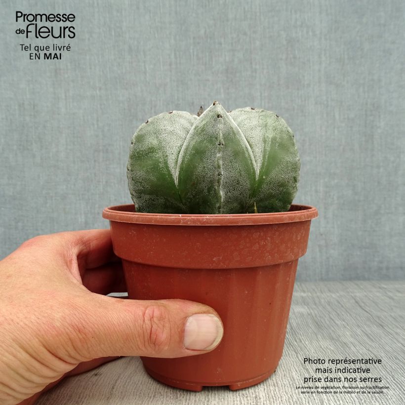 Example of Täpläpiispanhattu - Astrophytum myriostigma Pot de 12 cm / 13 cm as you get in printemps