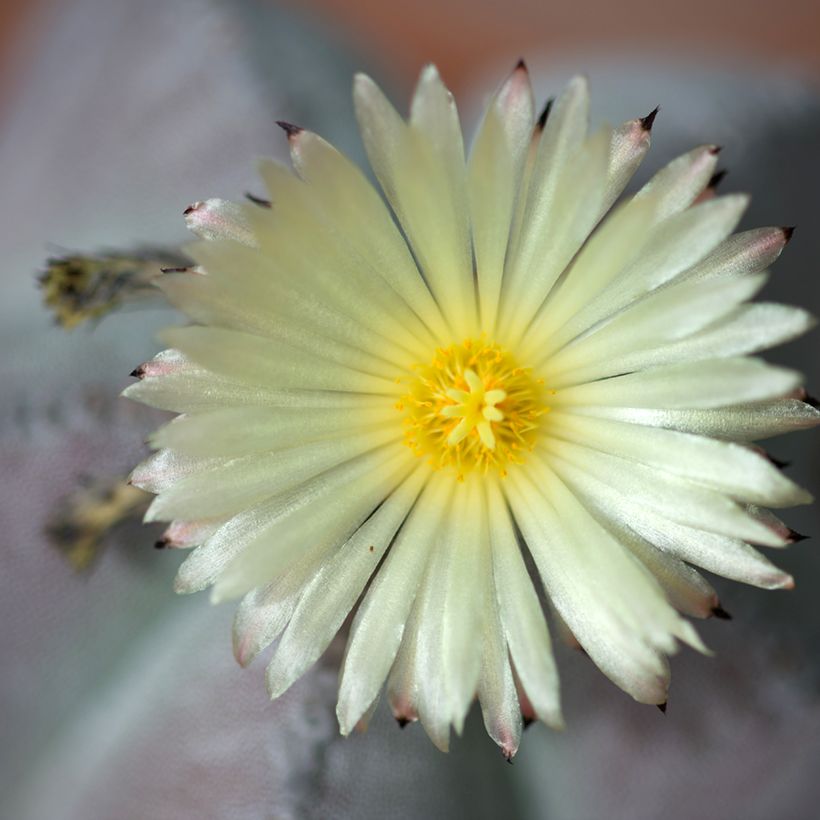 Täpläpiispanhattu - Astrophytum myriostigma (Flowering)