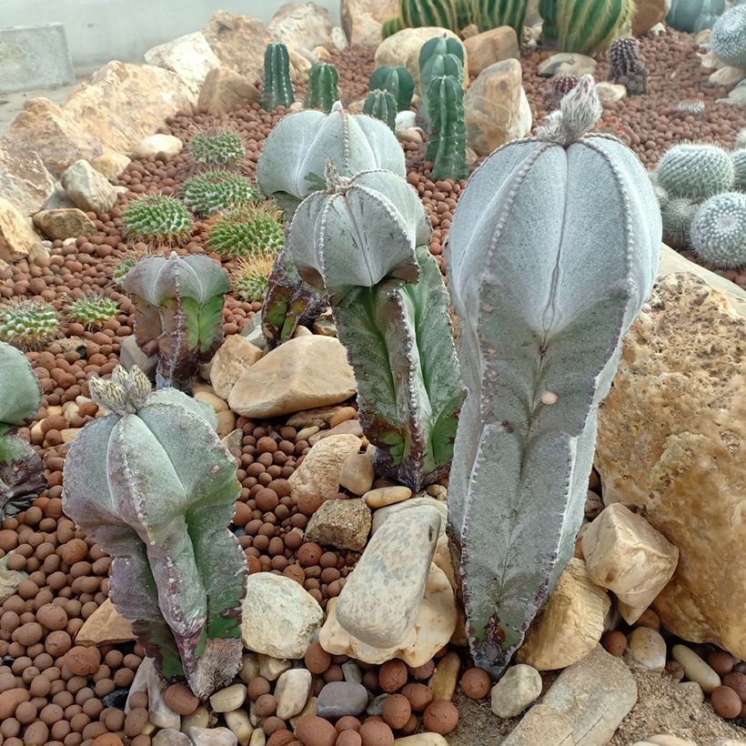 Täpläpiispanhattu - Astrophytum myriostigma (Plant habit)